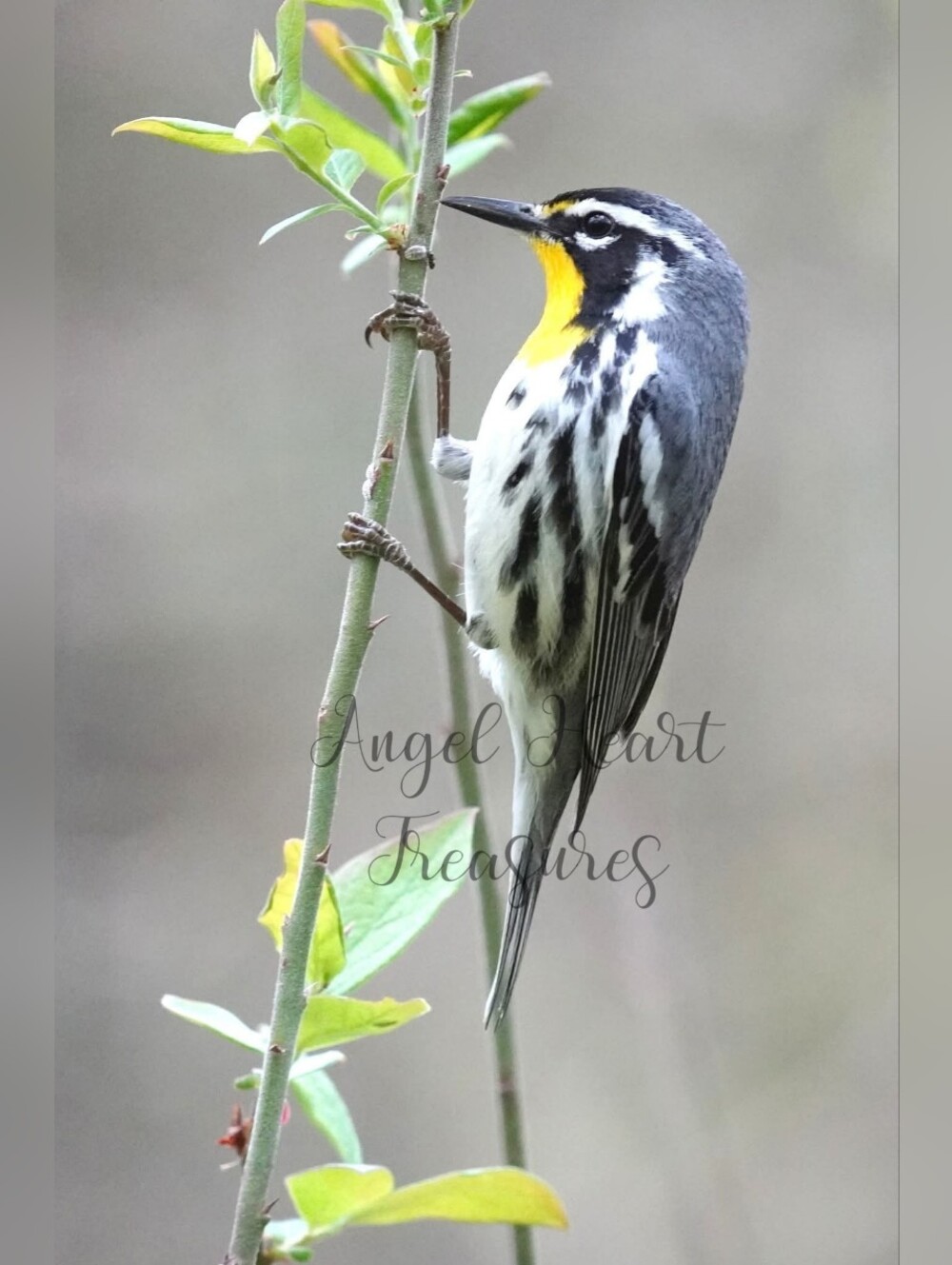 8x10 Original Nature Photography Yellow Throated Warbler Bird Print
